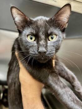 Jorah -  Domestic Short Hair Cat for Adoption in Wichita, Kansas - Jorah | PetCurious