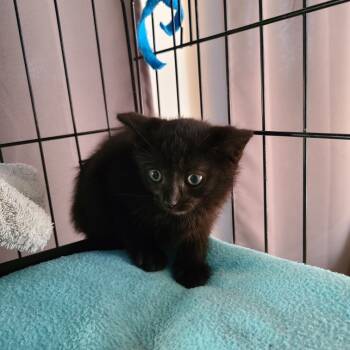 Rescue Domestic Medium Hair Cats for Adoption in Woodstock, Virginia - Kaleb Hill | PetCurious