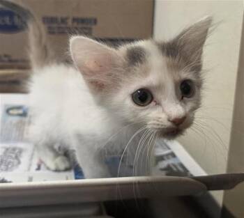 KIMBERLY -  Domestic Short Hair Cat for Adoption in San Antonio, Texas - KIMBERLY | PetCurious