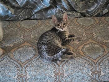 Doodlebug -  Domestic Short Hair Cat for Adoption in Mansfield, Texas - Doodlebug | PetCurious