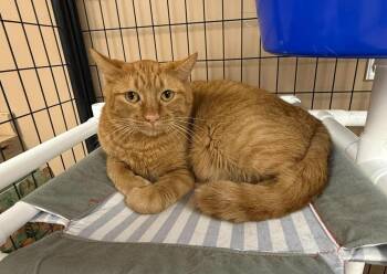 Oscar -  Domestic Short Hair Cat Available for Adoption in Maryville, Missouri - Oscar | PetCurious