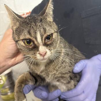 Dumpling -  Domestic Short Hair Cat for Adoption in Clanton, Alabama - Dumpling | PetCurious