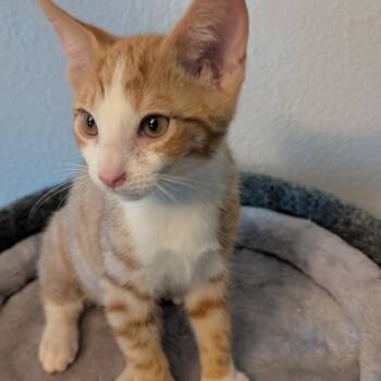 Rescue Domestic Short Hair Cats for Adoption in Brea, California - Dewey | PetCurious