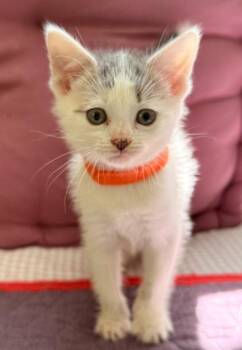 Cindy -  Domestic Short Hair Cat for Adoption in Pomona, New York - Cindy | PetCurious