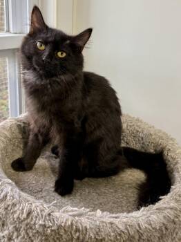 Munchkin -  Domestic Medium Hair Cat for Adoption in Ashland, Ohio - Munchkin | PetCurious