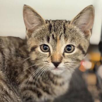 Amber -  Domestic Short Hair Cat for Adoption in Woodstock, Ontario - Amber | PetCurious