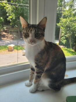 Symon -  Domestic Short Hair Cat for Adoption in Hudson, New Hampshire - Symon | PetCurious