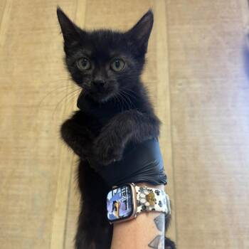 Jalapeno -  Domestic Short Hair Cat for Adoption in New York, New York - Jalapeno | PetCurious