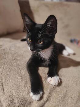 Woody -  Domestic Short Hair Cat for Adoption in Hudson, New York - Woody | PetCurious