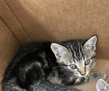 RUM -  Domestic Short Hair Cat for Adoption in Dallas, Texas - RUM | PetCurious