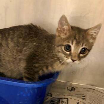 Raleigh -  Domestic Short Hair Cat for Adoption in Palestine, Texas - Raleigh | PetCurious