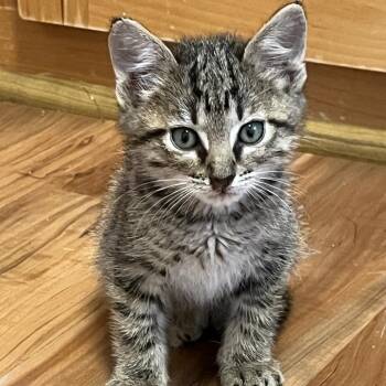 Rescue Domestic Short Hair Cats for Adoption in Kanab, Utah - Lennox | PetCurious