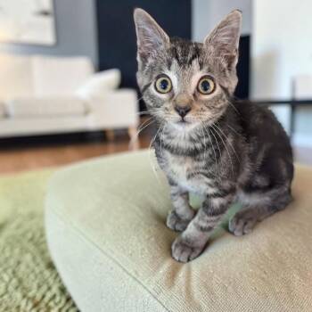 Monkey -  Domestic Short Hair Cat for Adoption in Fort Worth, Texas - Monkey | PetCurious