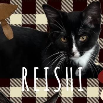 Rescue Domestic Short Hair Cats for Adoption in Orangevale, California - Reishi | PetCurious