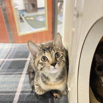 Ariana -  Domestic Short Hair Cat for Adoption in West Palm Beach, Florida - Ariana | PetCurious