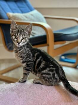 Sparky -  Domestic Short Hair Cat for Adoption in Suffolk, Virginia - Sparky | PetCurious