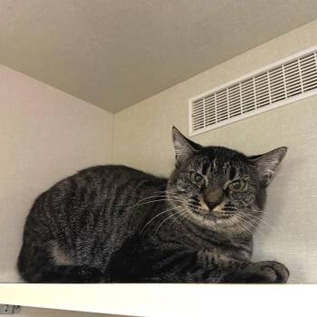 Gracie Hart -  Domestic Short Hair Cat for Adoption in Spokane, Washington - Gracie Hart | PetCurious