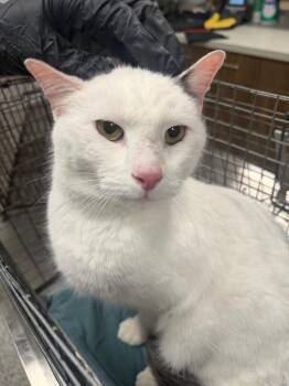 Moses -  Domestic Medium Hair Cat for Adoption in Clarksville, Tennessee - Moses | PetCurious