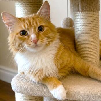 PRINCE WILLIAM - MAINE COON ROYALTY -  Maine Coon Cat for Adoption in Oakwood, Georgia - PRINCE WILLIAM - MAINE COON ROYALTY | PetCurious