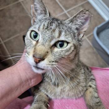 Tigger -  Domestic Short Hair Cat for Adoption in Houston, Texas - Tigger | PetCurious