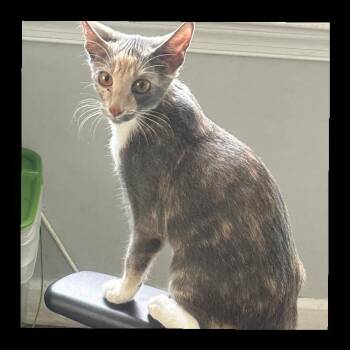 Atlas 8433 -  Dilute Calico and Domestic Short Hair Cat for Adoption in Locust Grove, Virginia - Atlas 8433 | PetCurious