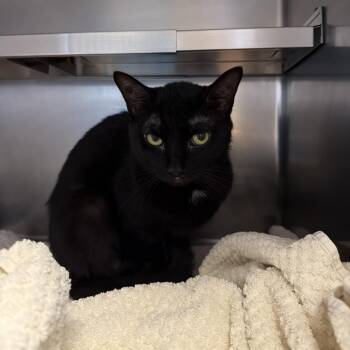 Cortez -  Domestic Short Hair Cat for Adoption in Bristol, Indiana - Cortez | PetCurious