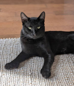 Rescue Domestic Short Hair Cats for Adoption - Piano | PetCurious