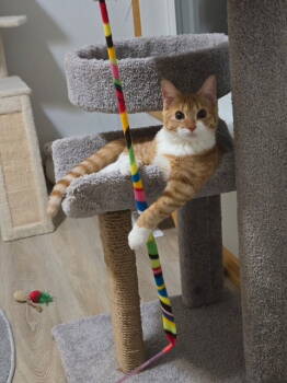 Rescue Tabby and Domestic Medium Hair Cats for Adoption - Junebug | PetCurious