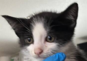 Domestic Short Hair Cats Available for Adoption in Long Beach, California - CARADOC | PetCurious
