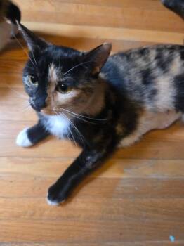 Calico Cats Available for Adoption in Buffalo, New York - Honey | PetCurious