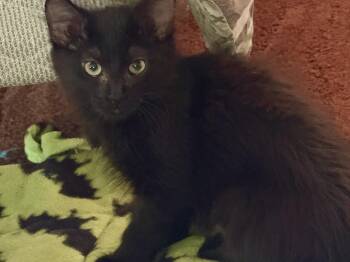 Onyx (foster-raised) -  Domestic Medium Hair Cat for Adoption in Lacon, Illinois - Onyx (foster-raised) | PetCurious