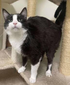 Florence -  Domestic Short Hair Cat for Adoption in La Harpe, Kansas - Florence | PetCurious