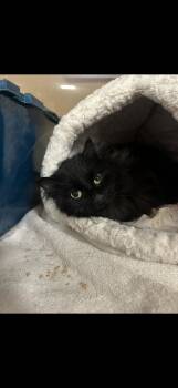 Domestic Medium Hair Cats Available for Adoption in Missoula, Montana - Savanna | PetCurious