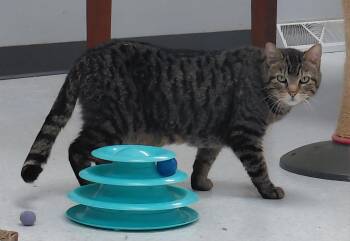 Cleo -  Domestic Short Hair and Tabby Cat for Adoption in Montello, Wisconsin - Cleo | PetCurious