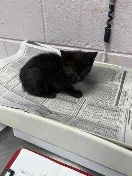 LAUREN -  Domestic Short Hair Cat for Adoption in Jacksonville, Florida - LAUREN | PetCurious