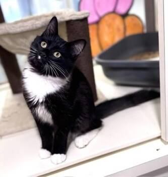 Pickle -  Domestic Medium Hair Cat for Adoption in Watkinsville, Georgia - Pickle | PetCurious