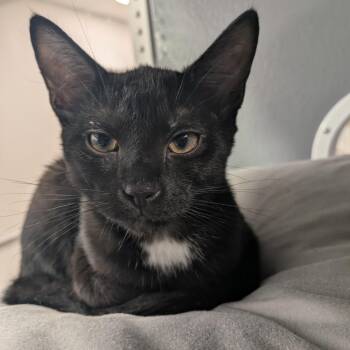 Herringbone -  Domestic Short Hair Cat for Adoption in Philadelphia, Pennsylvania - Herringbone | PetCurious