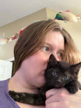 Domestic Medium Hair Cats Available for Adoption in Deltona, Florida - Mirage | PetCurious