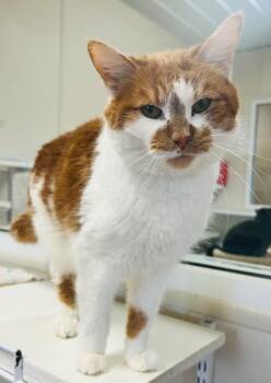 Rescue Domestic Short Hair Cats for Adoption in Fremont, Ohio - Twinkie | PetCurious