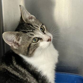 Mick Jagger -  Domestic Short Hair Cat for Adoption in Newport, North Carolina - Mick Jagger | PetCurious