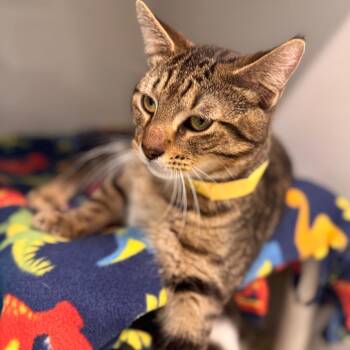 Domestic Short Hair Cats Available for Adoption in Wheeling, Illinois - Ozzy | PetCurious