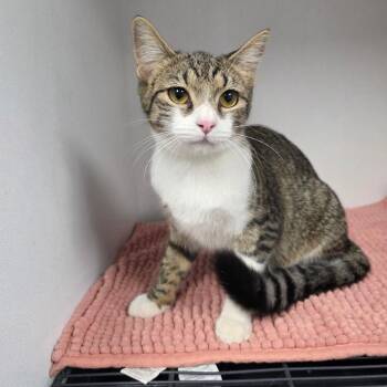 Celia -  Domestic Short Hair Cat for Adoption in Duncan, Oklahoma - Celia | PetCurious
