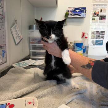 Carolina Reaper -  Domestic Medium Hair Cat for Adoption in Mankato, Minnesota - Carolina Reaper | PetCurious