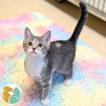 Spooky -  Domestic Short Hair Cat for Adoption in Toledo, Ohio - Spooky | PetCurious