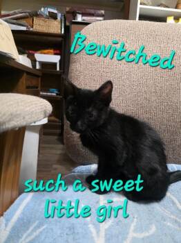 Bewitched -  Domestic Medium Hair Cat for Adoption in Fort Collins, Colorado - Bewitched | PetCurious