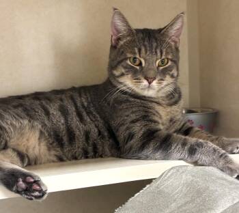Clark - available 9/6 -  Domestic Short Hair Cat for Adoption in Elmsford, New York - Clark - Available 9/6 | PetCurious