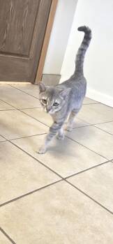 Fritz -  Domestic Short Hair Cat for Adoption in West Branch, Michigan - Fritz | PetCurious
