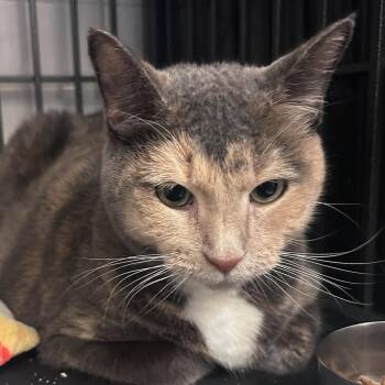 Nomi -  Dilute Calico Cat for Adoption in Huntington, New York - Nomi | PetCurious