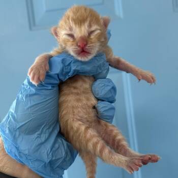 Goober -  Domestic Short Hair Cat for Adoption in Denver, Colorado - Goober | PetCurious