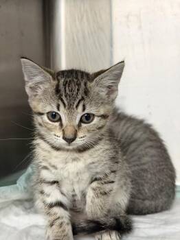 Mira -  Domestic Short Hair Cat for Adoption in Crystal Springs, Mississippi - Mira | PetCurious